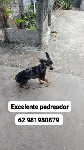 Pinscher exótico padreador