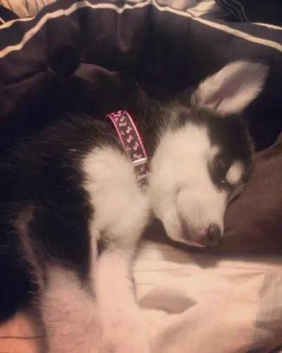 Filhotes de Husky Siberiano | Filhotes preparados para novos momentos!