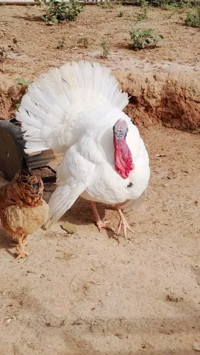 Peru branco 