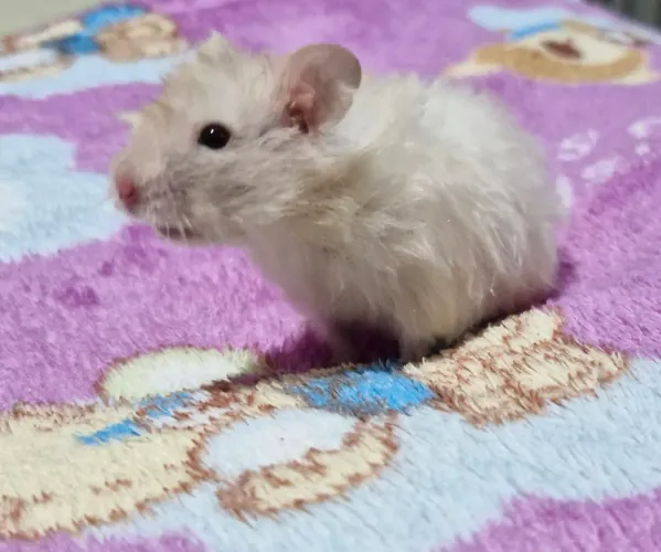 Filhotes de hamster ? 