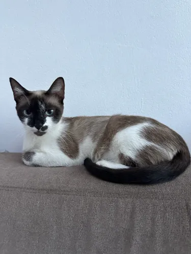 Gatos
