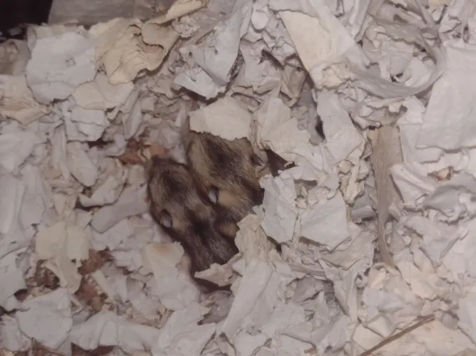 HAMSTER ANÃO RUSSO 