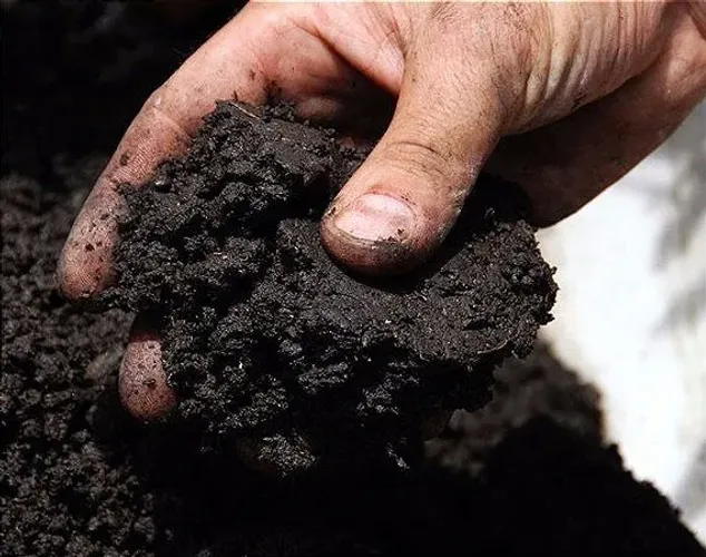 Húmus Puro de Minhoca 