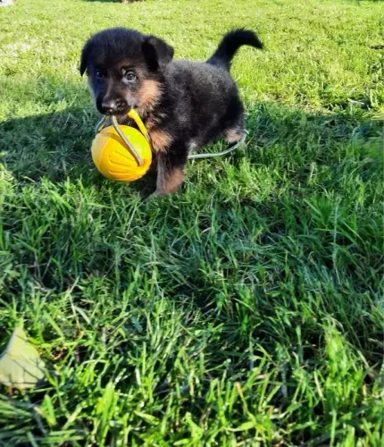 Pastor Alemão O Companheiro Perfeito para Quem Ama Diversão