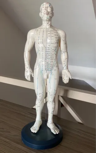 Modelo Anatômico de Acupuntura Masculino 52cm