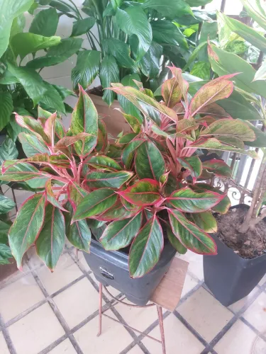 Aglaonema com Folhas Vermelhas e Verdes