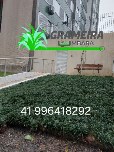 Grama Preta Anã