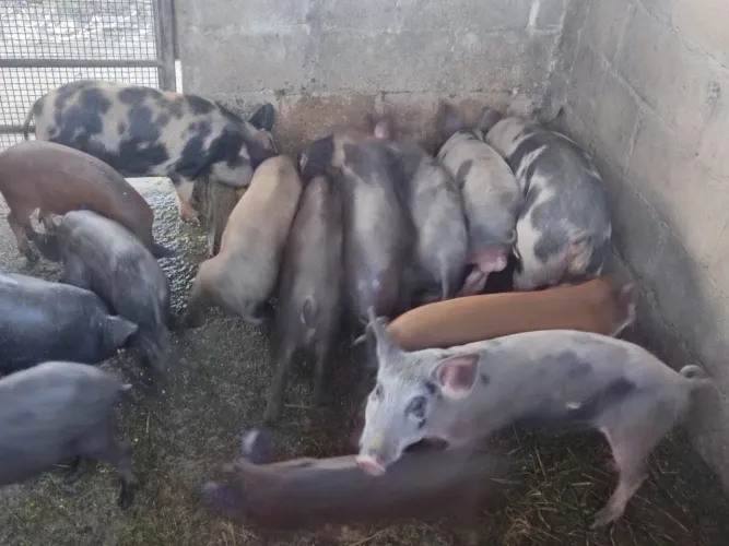 Porcos para venda