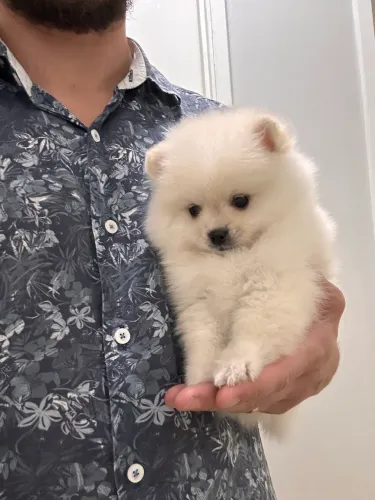Lindos Filhotes de Lulu da Pomerania machos e fêmeas