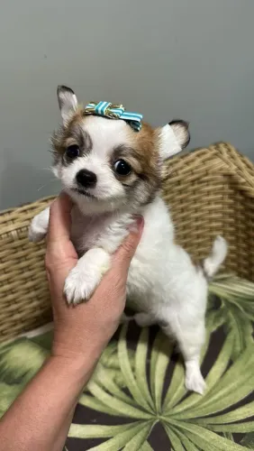 Chihuahua encanto e carinho