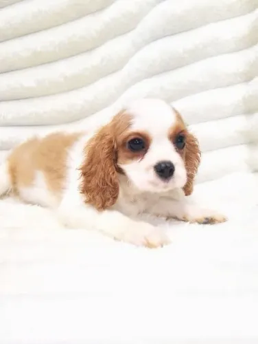Cavalier King Charles Macho Mini - Vacinado e com pedigree