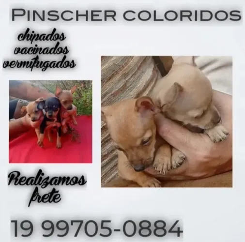 Pinscher mini filhote pequeno porte disponível