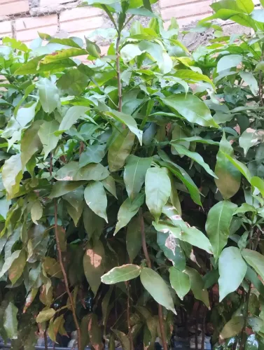 3 conto pitomba Verde grande, pra limpar o quintal