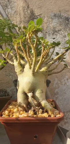 Bonsai rosa do deserto