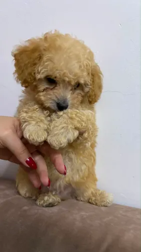 Filhote Poodle Toy