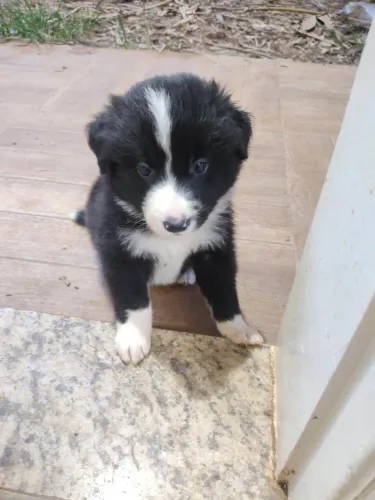 Filhote border collie, O aumor verdadeiro está esperando por você!