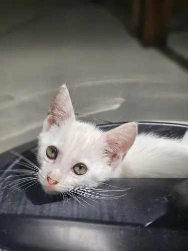 Gatinha pra adoção responsável 