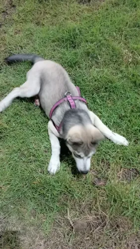 Cachorrinha 
