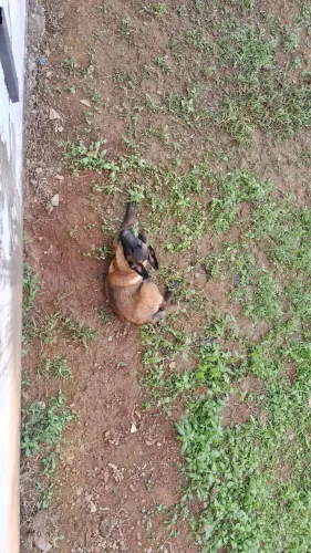  Pastor Belga Milinois fêmea 6 meses 