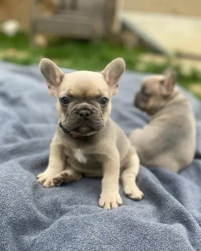 Vendo filhote de buldogue francês mini com documento