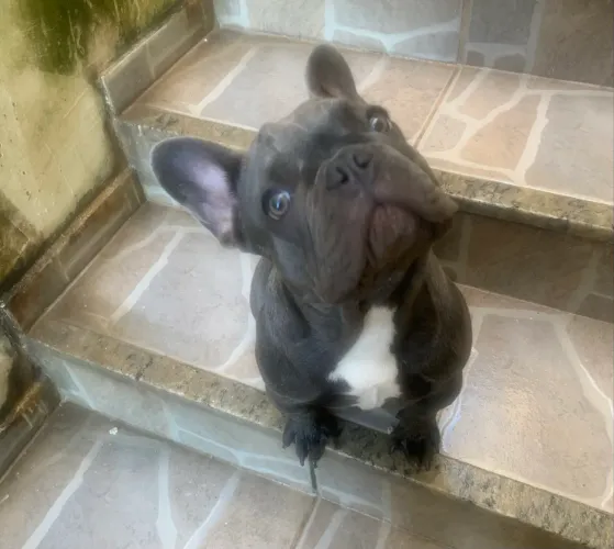 Buldogue francês