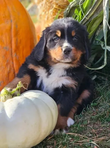 Filhotes de Bernese | Fofura em excesso!