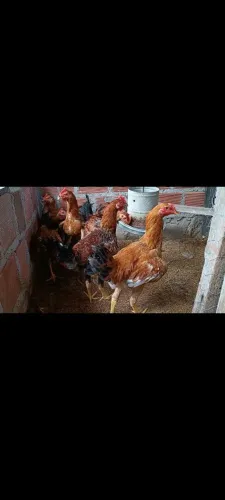 Vendo frango caipira novo