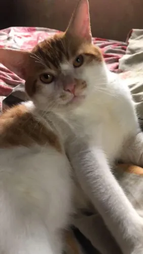 GATO