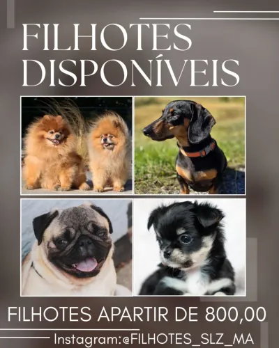 Spitz alemão ( Lulu Pomerânia ) /tekel ( Cofap , salsicha ) / Pug / chihuahua