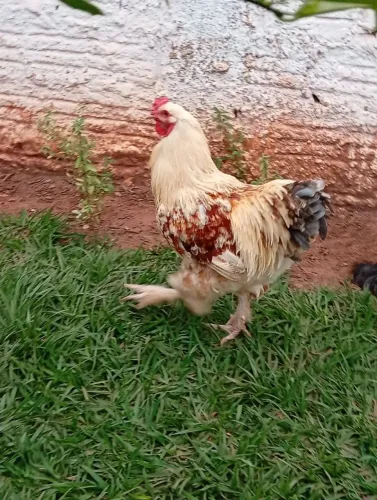 Frango Brahma