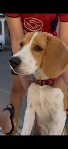 Cachorro
