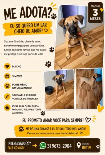Doa-se filhote de cachorro