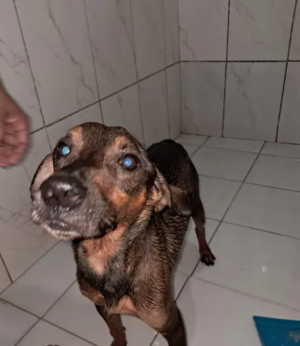 Doação de cachorro com urgência