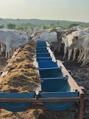 Fazenda de gado em Torixoréu - Mato Grosso - 1.050 hectares , 12 represas, 28 divisões de 