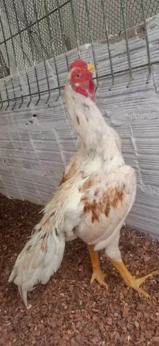 galinhas bico-curto