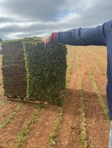 Gramas Esmeralda Já Plantada Solicite Seu Orçamento