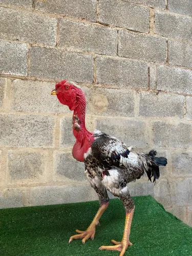 Polacos Gigante