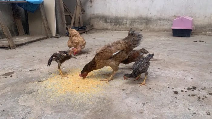 Vendo frango e galinha botadeira caipira