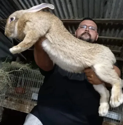 Coelho gigante de flandes