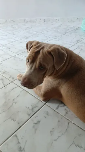 Adoção responsável 