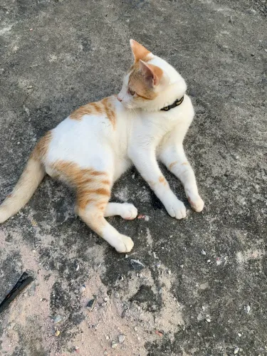 Doação gato