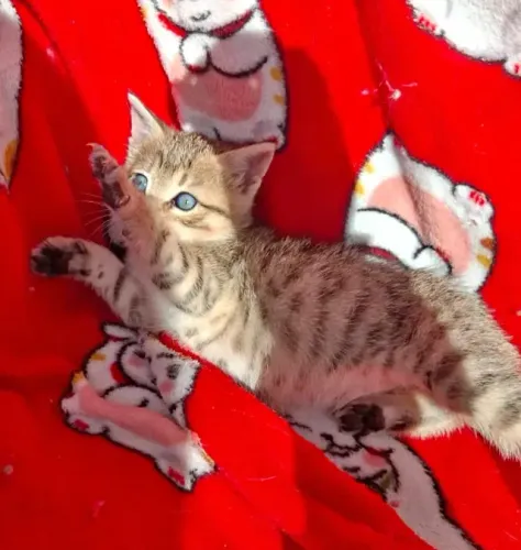 Doação linda gata filhote 