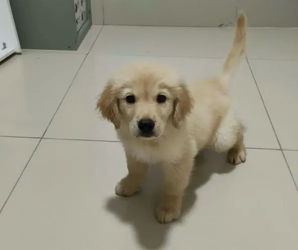 Goldem retrivier