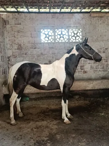 Potra mangalarga pampa de preto