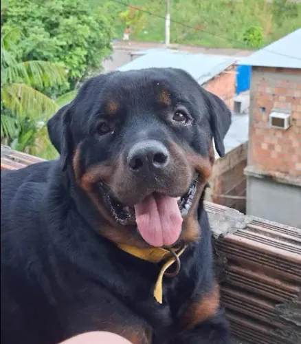 Rottweiler