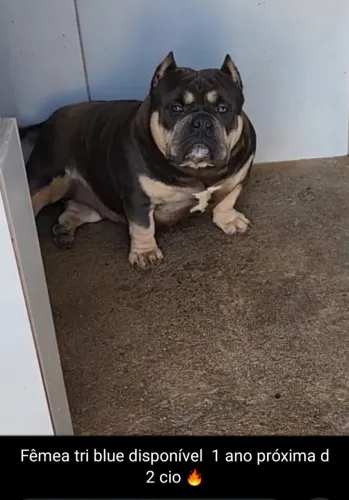 American Bully fêmea micro tri-blue 