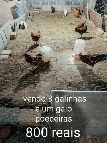 Galinhas poedeiras 
