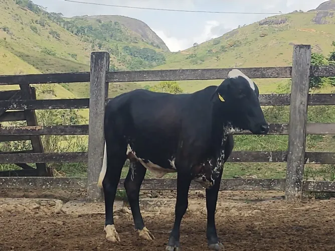Novilhas de FIV a venda 13mil prenhas de inseminação de gir *