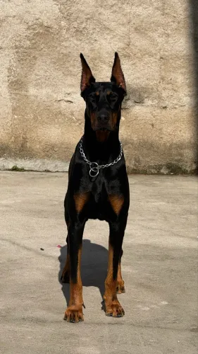 Procuro femea doberman para cruzar