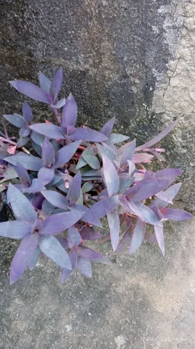 Planta